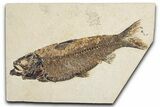Detailed Fossil Fish (Knightia) - Hay Hollow Quarry #348089-1